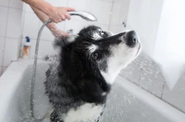 Brause für Bello: Hunde sollten nicht zu oft gebadet werden. | Foto: dpa