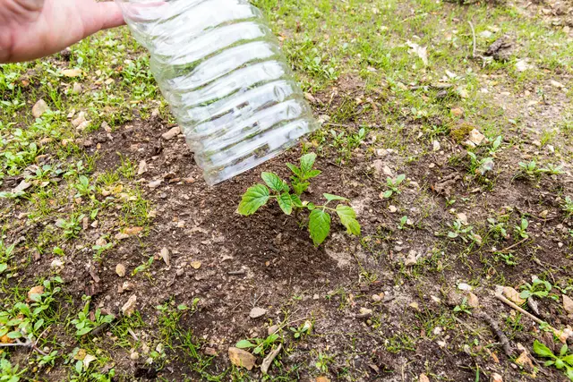 Wenn kein Gartenvlies zur Hand ist, können Hausmittel als Frostschutz für Pflanzen dienen | Foto: catherinelprod/stock.adobe.com