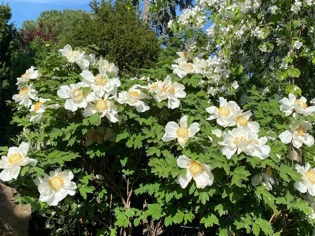Blüten | Foto: Ich