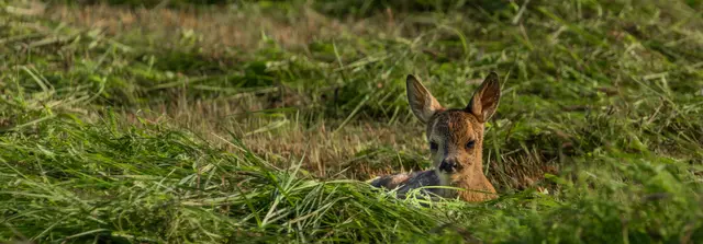 Ein Reh verirrte sich in den frühen Morgenstunden in ein Wohngebiet. Die Polizei brachte das Tier unverletzt zurück in den Käfertaler Wald. (Symbolbild Rehkitz) | Foto: luzkovyvagon.cz/stock.adobe.com