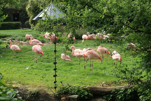 Die Flamingos setzen sich gekonnt in Szene und fallen auf.  | Foto: Jennifer Warzecha