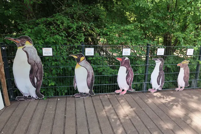 Auch welche Pinguinarten es alles gibt, erfährt man hier.  | Foto: Jennifer Warzecha