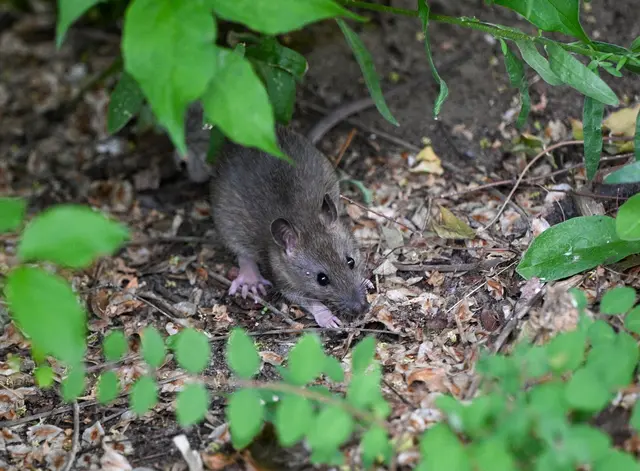 Rattenproblem? Wie man Ratten gar nicht erst anlockt – und was im Ernstfall hilft. (zu dpa: «Auf dem Grundstück: Was hilft gegen Ratten - und was nicht?») | Foto: dpa
