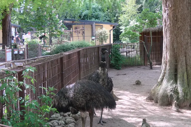 Beide Emus fühlen sich hier sichtlich wohl.   | Foto: Jennifer Warzecha