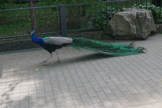 Seine Schönheit zeigt hier der Pfau, der einfach so zwischen den Menschen herumläuft.  | Foto: Jennifer Warzecha