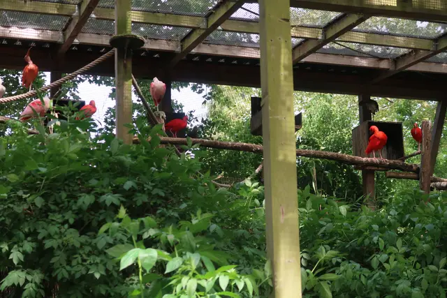 Auch hier im Vogelhaus fühlt man sich wohl. | Foto: Jennifer Warzecha