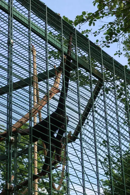 Hier hangelt er sich hindurch und herab sowie trifft als mal auf den Pfau, der Schimpanse. | Foto: Jennifer Warzecha