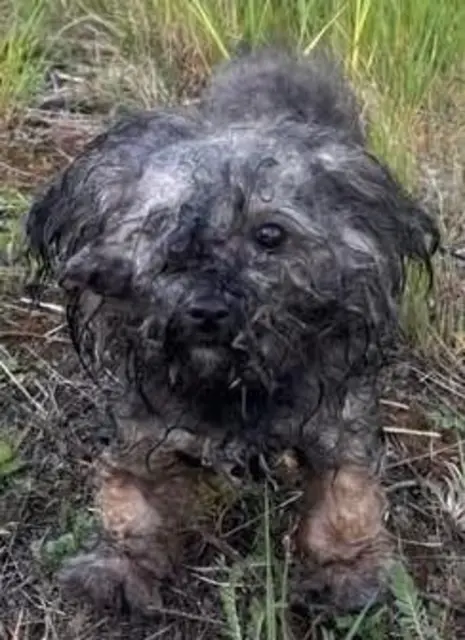 Passanten fanden einen stark verwahrlosten Yorkshire-Mix an einer Bushaltestelle zwischen Thaleischweiler und Höheinöd. Die Polizei ermittelt wegen eines möglichen Verstoßes gegen das Tierschutzgesetz. | Foto: Polizeiinspektion Waldfischbach-Burgalben
