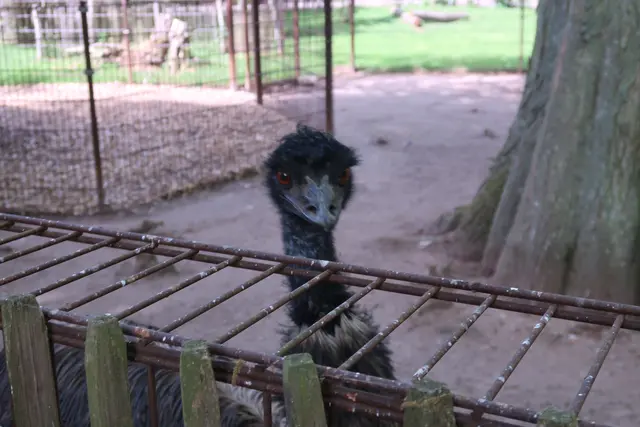 Wer schaut denn da? - Ein Emu ist's.  | Foto: Jennifer Warzecha