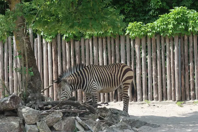 Auch hier schmeckt es dem Zebra sichtlich gut.  | Foto: Jennifer Warzecha