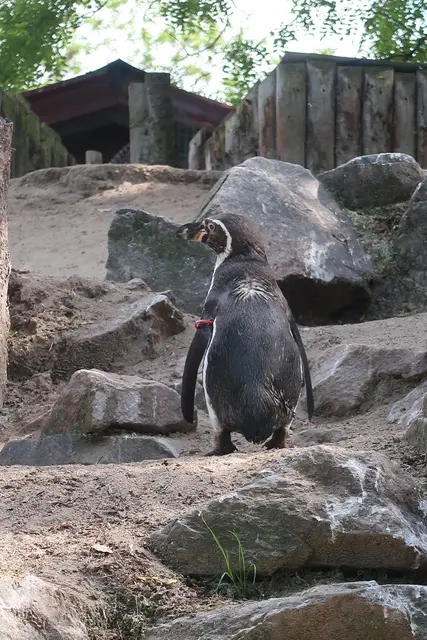 Gesehen werden möchten auch die Pinguine. Das gelingt natürlich.  | Foto: Jennifer Warzecha