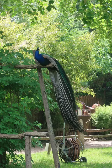 Dieser Pfau setzt sich gekonnt in Szene.  | Foto: Jennifer Warzecha