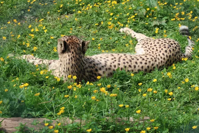 Im Gras liegt es sich am besten, denkt sich wohl der Tiger. | Foto: Jennifer Warzecha