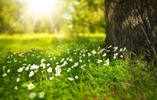 Foto: Image by Larisa Koshkina from Pixabay