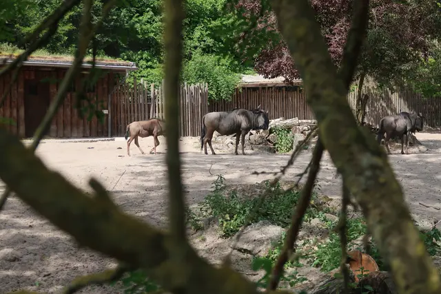 Auch hier lohnt sich der Blick durch den Zaun, um die Tiere näher zu betrachten.   | Foto: Jennifer Warzecha