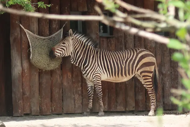 Perfekt in Szene setzt sich hier auch dieses Zebra.  | Foto: Jennifer Warzecha