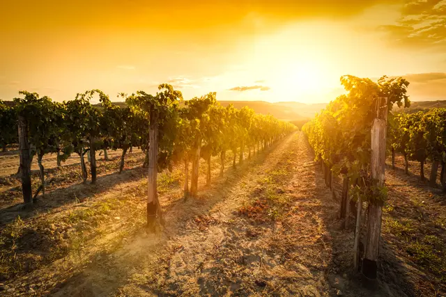 Das Bild zeigt einen Weinberg im Sonnenuntergang