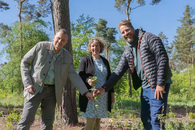 Neue Pflanzungen im Käfertaler Wald und im Dossenwald sollen den Mannheimer Stadtwald widerstandsfähiger machen. Mehr als 2000 junge Bäume wurden aus Spenden finanziert. | Foto: Stadt Mannheim