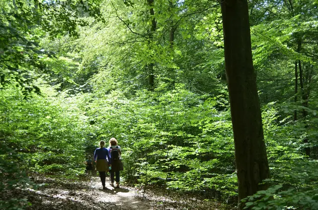 Eine starke Blüte von Bäumen im Wald ist laut Experte eine Reaktion auf Stress. (Symbolbild) | Foto: Uwe Zucchi/dpa