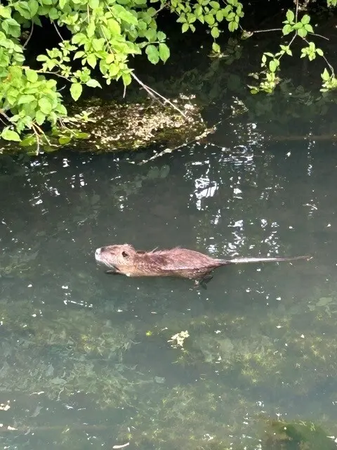 Eine plötzlich auftauchende Nutria hat auf einem Radweg einen Unfall ausgelöst. Ein 31-jähriger Radfahrer stürzte und verletzte sich an der Schulter. | Foto: Polizeidirektion Landau