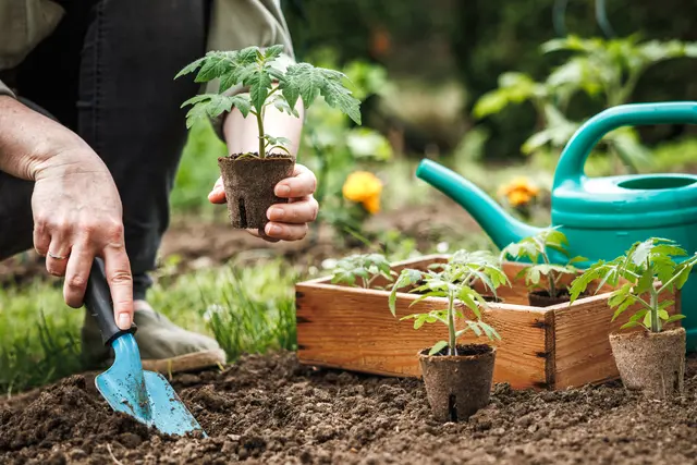 Beim Pflanzen von Tomaten gilt es einige Sachen zu beachten | Foto: encierro/stock.adobe.com
