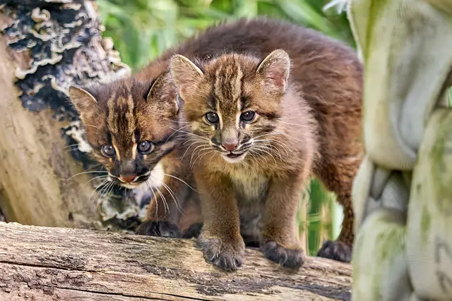 Die Asiatischen Goldkatzenjungen im Heidelberger Zoo entwickeln sich optimal, sagt der Zoo nach rund neun Wochen. (Handout) | Foto: Peter Bastian/Zoo Heidelberg/dpa