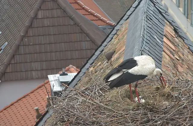 Die Jungstörche müssen versorgt werden | Foto: Storchenkamera Freinsheim/dpa