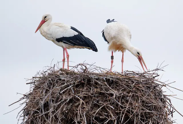 Brüten Störche auf Strommasten, kann das gefährlich werden. (Archivbild) | Foto: Uwe Anspach/dpa