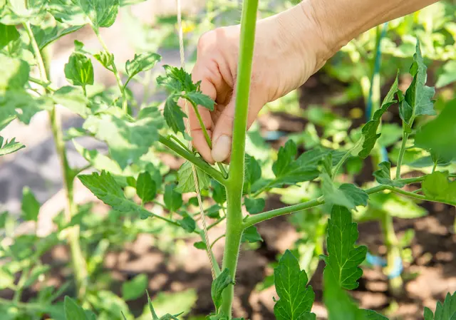 Tomaten ausgeizen führt zu einer besseren Ernte | Foto: FotoHelin/stock.adobe.com
