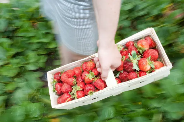 Die ersten Erdbeeren können geerntet werden | Foto: dpa