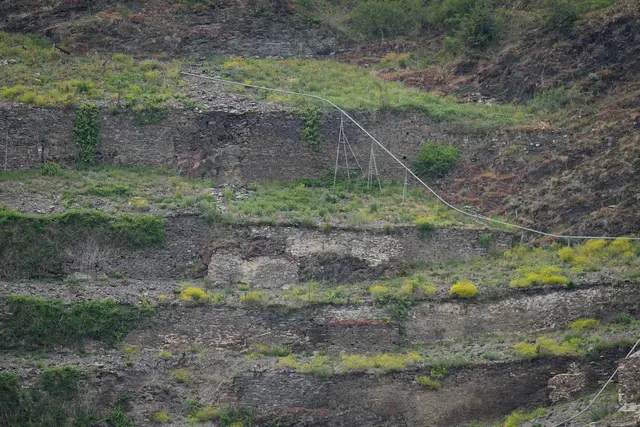 Steillagen-Weinbau wie hier an der Mosel ist besonders arbeitsaufwendig. Manche Parzellen werden daher von ihren Winzern aufgegeben. | Foto: Thomas Frey/dpa