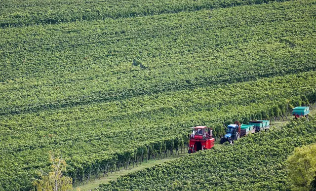 Viele Winzer arbeiten viel - Weinberg am Kappelberg in Württemberg. (Symbolbild) | Foto: Christoph Schmidt/dpa