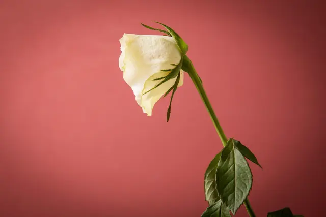 Kein Interesse an romantischer Liebe? Aromantisch zu sein ist keine Störung. Psychologen erklären, woran man diese Orientierung erkennt und was sie bedeutet. | Foto: dpa