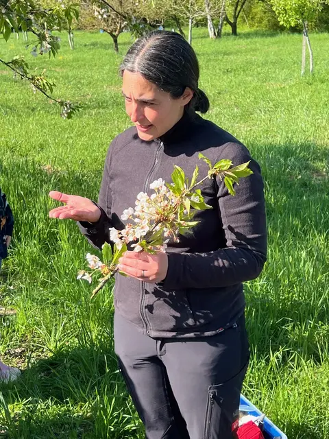 2231: Katrin Dickgießer-Weiß zeigte die Kirschblüte an einem Ast und...

 | Foto: Gilbert Bürk