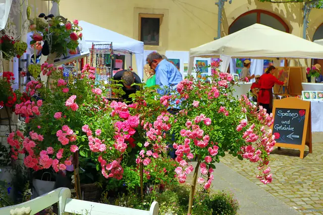 Rosenwochen 2026 im Bad Bergzaberner Land: Blühende Rosen, historische Kulissen und genussvolle Feste prägen die Rosenwochen. Dieses Foto ist bei einem früheren Rosenmarkt entstanden. | Foto: Tourismusverein SÜW Bad Bergzabern/Sulamay Fillinger