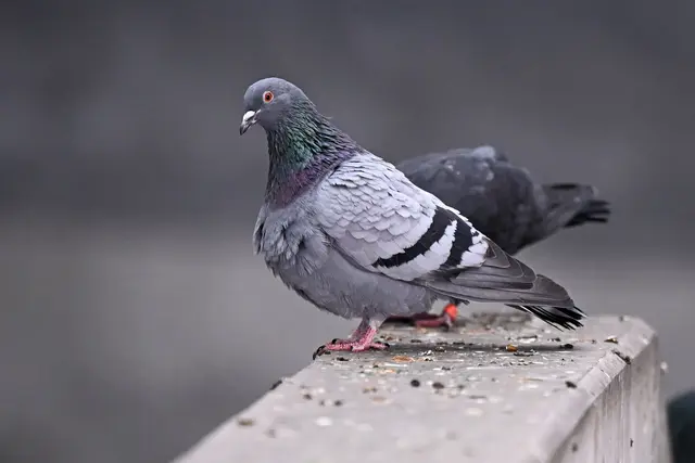 Mehrere Tiere wurden verletzt oder getötet. (Symbolbild) | Foto: Jennifer Brückner/dpa