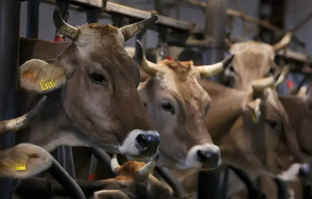 Ziemliches Glück gehabt haben Rinder in Steinhausen. (Symbolbild) | Foto: Karl-Josef Hildenbrand/dpa