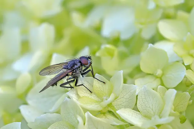 Fliege auf weißer Blüte | Foto: Reiner Spiegel