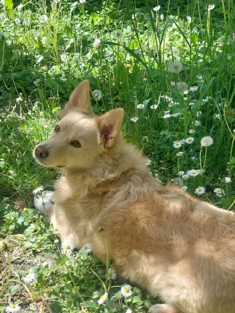 Foto: Daisys Halter