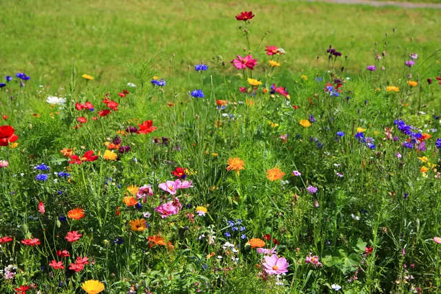 Wenn im Garten oder auf dem Balkon eine Nisthilfe hängt, entscheiden Standort und saubere Bohrlöcher darüber, ob Wildbienen wirklich einziehen. | Foto: jonnysek/stock.adobe.com