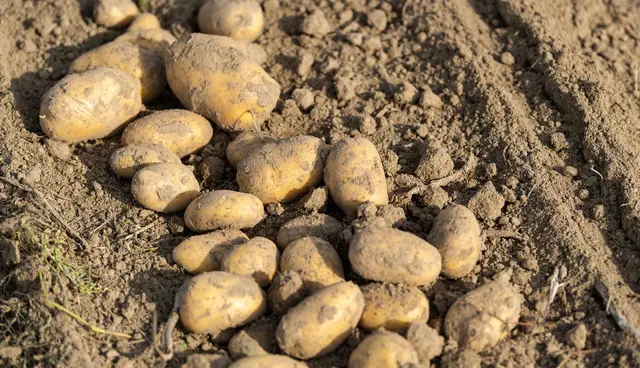 Im Südwesten wird auf weniger Fläche Kartoffelanbau betrieben. (Foto-Archiv) | Foto: Philipp Schulze/dpa