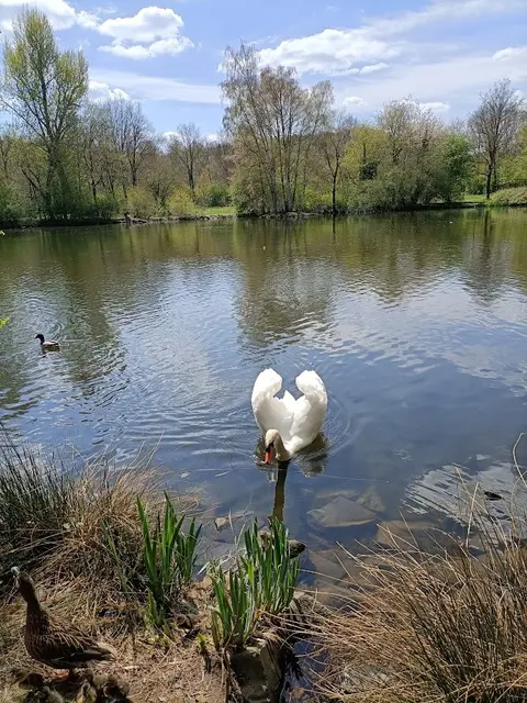 Schwan | Foto: ich