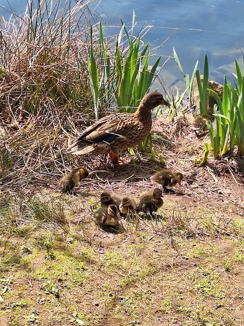 Enten | Foto: Ich