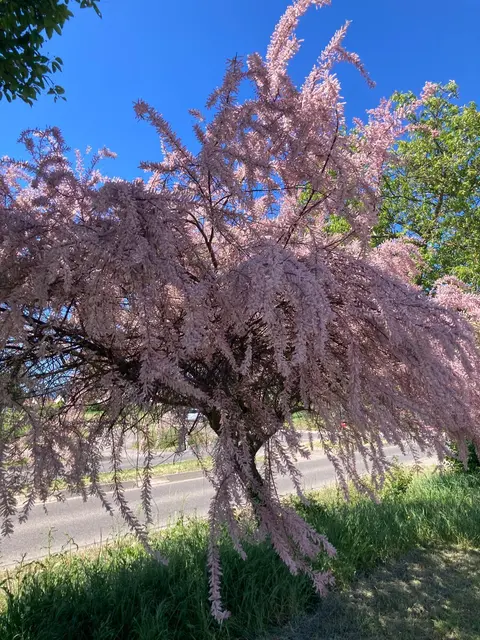 Blüten | Foto: Ich