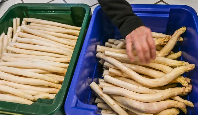 Derzeit bekommen Verbraucher Spargel so günstig wie sonst nicht in der Saison. (Archivbild) | Foto: Jens Kalaene/dpa