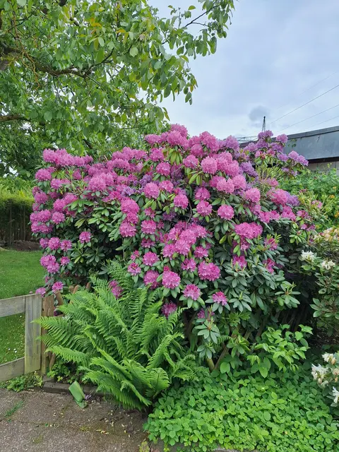 Blüten | Foto: Ich