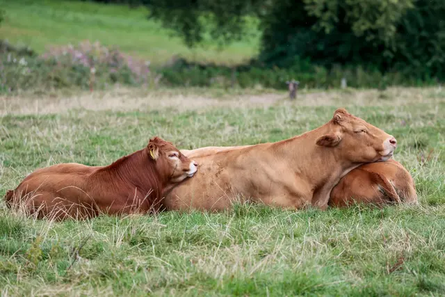 Drei Rinder sind am Morgen ausgebüxt. (Symbolbild) | Foto: Thomas Banneyer/dpa