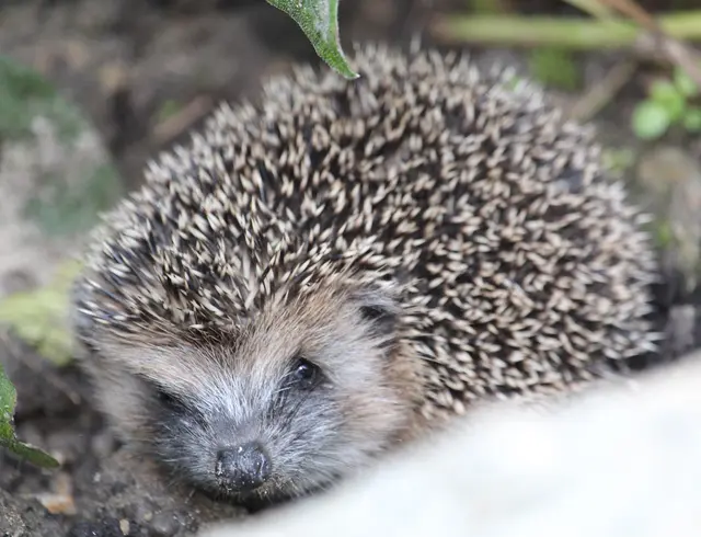 Westeuropäischer Igel | Foto: Marcus Döhring/NABU-naturgucker.de/gratis