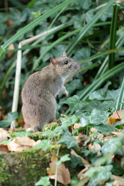 Wer in der Innenstadt unterwegs ist, soll Essensreste nicht liegenlassen, damit sich Ratten weniger Nahrung holen. | Foto: Stadt Pirmasens