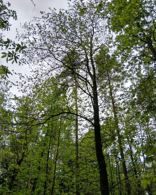 Experten beobachten starken Gallwespen-Befall in Kastanienwäldern | Foto: Landesforsten Samuel Geiger